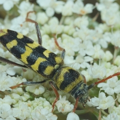 Paraplagionotus floralis 